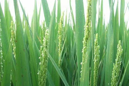 種植水稻，注重水稻三個時期的管理，更有利于水稻創(chuàng)高產(chǎn)？