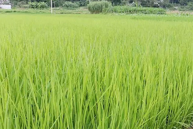 水稻苗徒長跟種子有關(guān)嗎？水稻苗徒長原因有3種，應(yīng)對癥采取措施